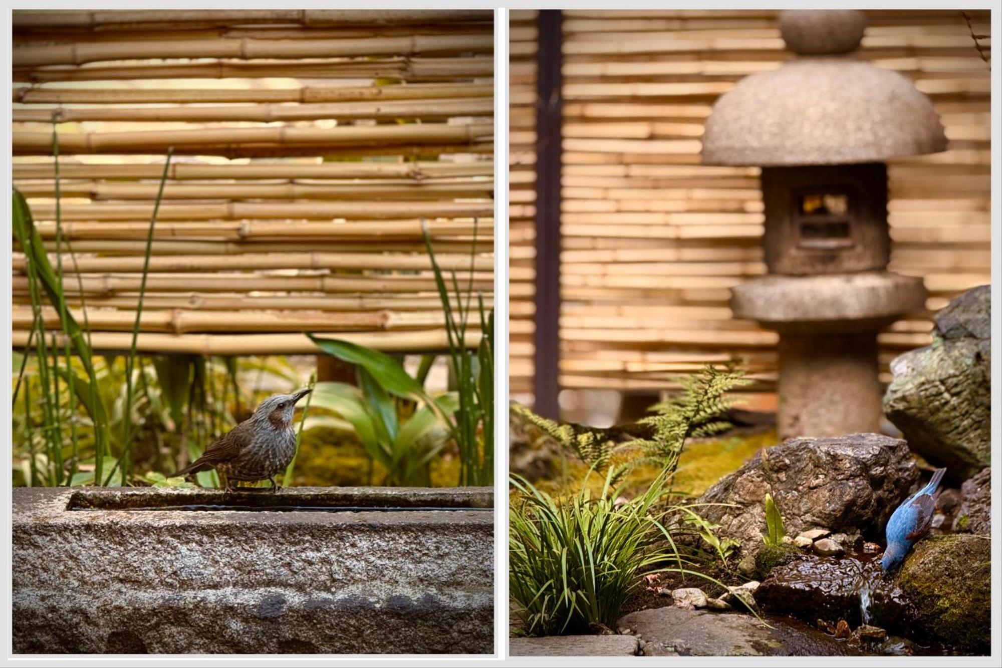 Ryokan Tori Kyoto Oda fotoğraf